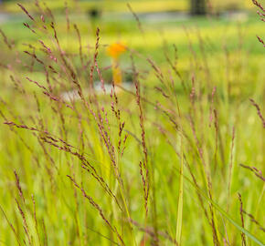 Proso prutnaté 'Rehbraun' - Panicum virgatum 'Rehbraun'