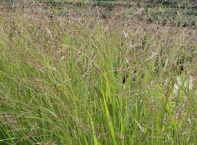 Proso prutnaté 'Rehbraun' - Panicum virgatum 'Rehbraun'