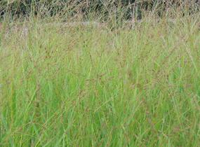 Proso prutnaté 'Rehbraun' - Panicum virgatum 'Rehbraun'