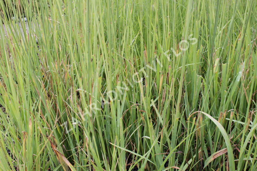 Bezkolenec rákosovitý 'Transparent' - Molinia arundinacea 'Transparent'