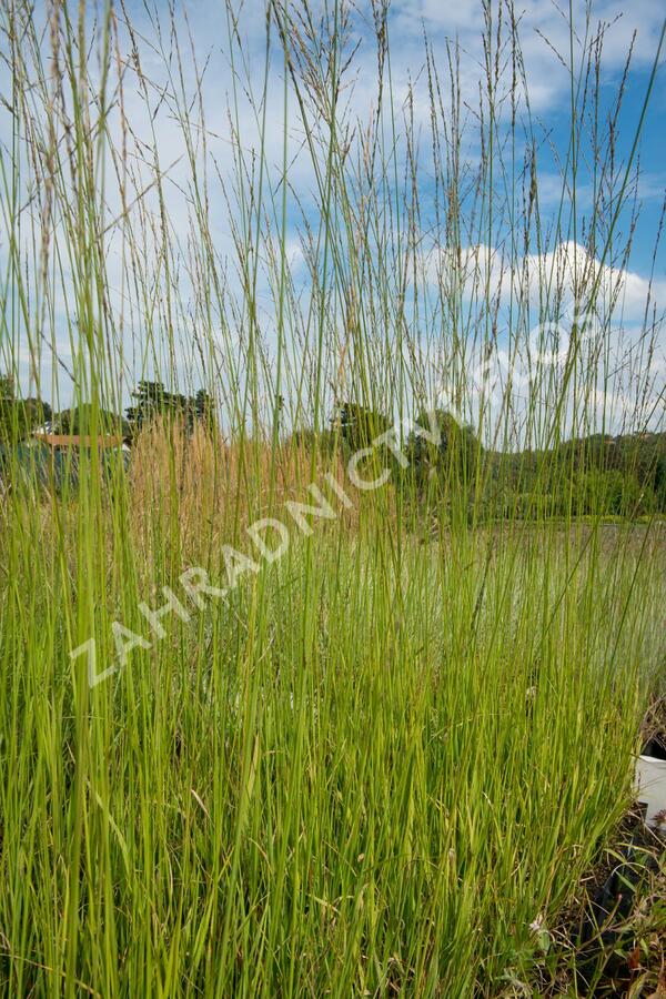 Bezkolenec rákosovitý 'Transparent' - Molinia arundinacea 'Transparent'