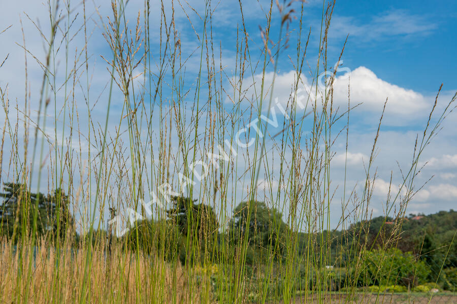 Bezkolenec rákosovitý 'Transparent' - Molinia arundinacea 'Transparent'