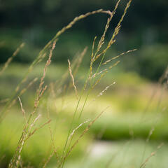 Bezkolenec rákosovitý 'Transparent' - Molinia arundinacea 'Transparent'