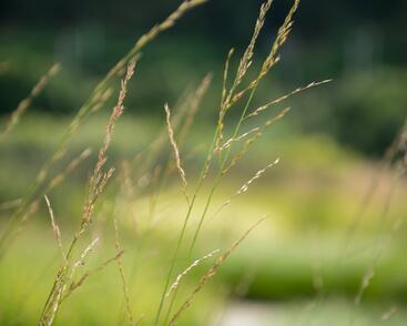 Bezkolenec rákosovitý 'Transparent'