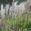 Ozdobnice čínská 'Kleine Silberspinne' - Miscanthus sinensis 'Kleine Silberspinne'