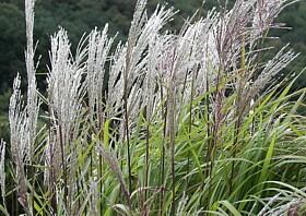 Ozdobnice čínská 'Kleine Silberspinne' - Miscanthus sinensis 'Kleine Silberspinne'