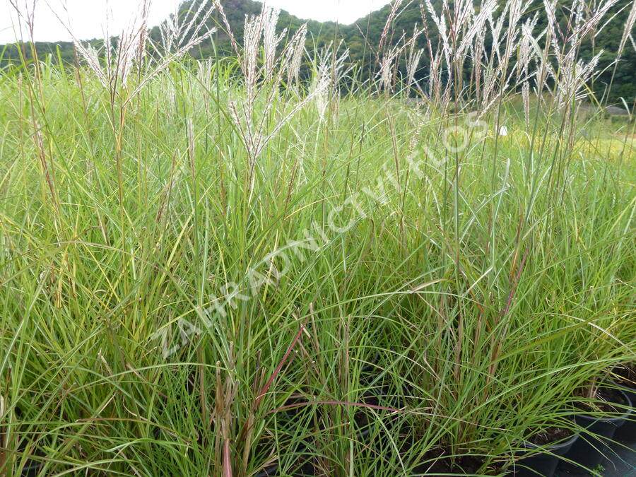 Ozdobnice čínská 'Kleine Silberspinne' - Miscanthus sinensis 'Kleine Silberspinne'
