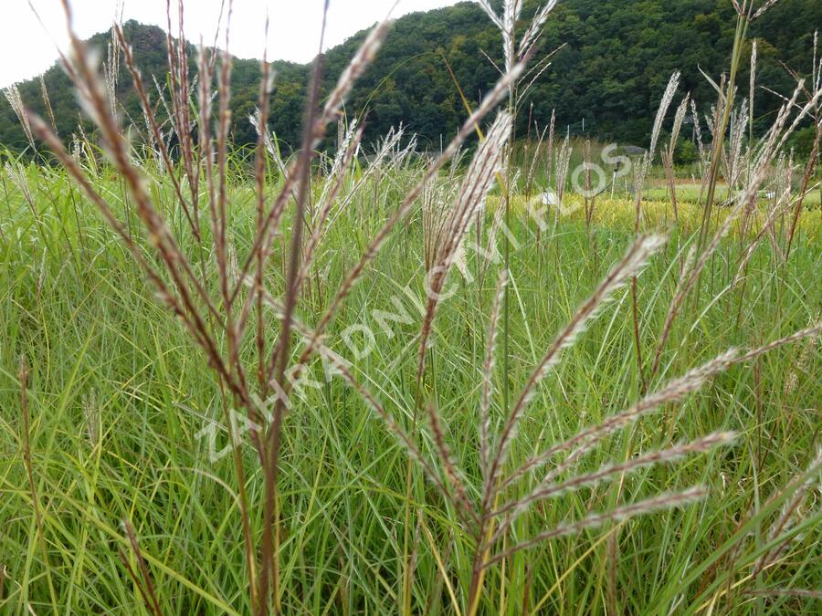 Ozdobnice čínská 'Kleine Silberspinne' - Miscanthus sinensis 'Kleine Silberspinne'