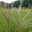 Ozdobnice čínská 'Kleine Silberspinne' - Miscanthus sinensis 'Kleine Silberspinne'