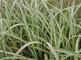Ozdobnice čínská 'Cabaret' - Miscanthus sinensis 'Cabaret'