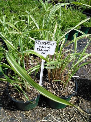 Ozdobnice čínská 'Cabaret' - Miscanthus sinensis 'Cabaret'
