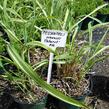 Ozdobnice čínská 'Cabaret' - Miscanthus sinensis 'Cabaret'