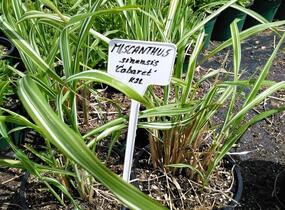 Ozdobnice čínská 'Cabaret' - Miscanthus sinensis 'Cabaret'