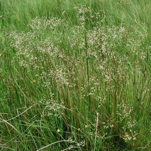 Metlička křivolaká - Deschampsia flexuosa