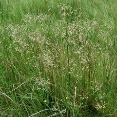 Metlička křivolaká - Deschampsia flexuosa