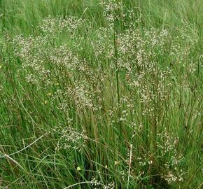 Metlička křivolaká - Deschampsia flexuosa