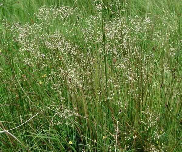 Metlička křivolaká - Deschampsia flexuosa