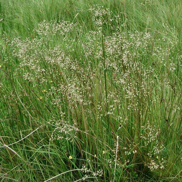 Metlička křivolaká - Deschampsia flexuosa