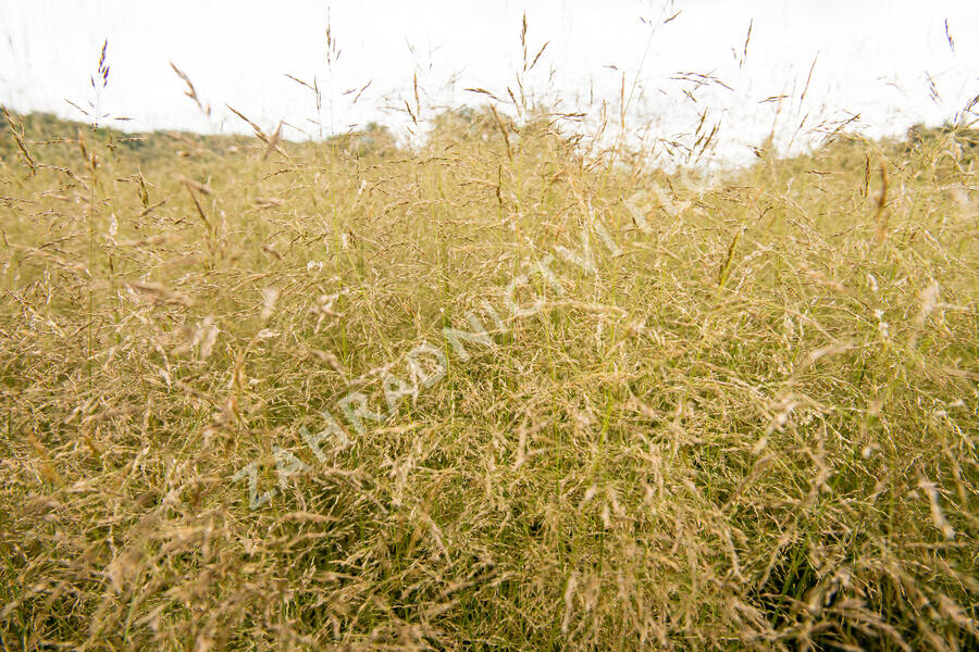 Metlice trsnatá 'Tauträger' - Deschampsia caespitosa 'Tauträger'