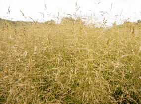 Metlice trsnatá 'Tauträger' - Deschampsia caespitosa 'Tauträger'