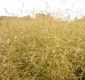 Metlice trsnatá 'Tauträger' - Deschampsia caespitosa 'Tauträger'