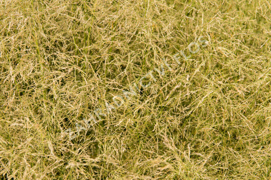 Metlice trsnatá 'Tauträger' - Deschampsia caespitosa 'Tauträger'