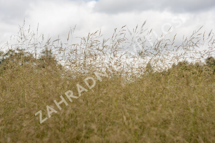 Metlice trsnatá 'Tauträger' - Deschampsia caespitosa 'Tauträger'