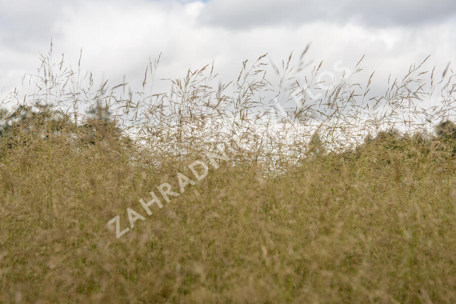 Metlice trsnatá 'Tauträger' - Deschampsia caespitosa 'Tauträger'