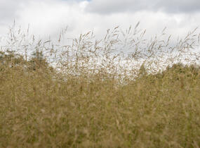 Metlice trsnatá 'Tauträger' - Deschampsia caespitosa 'Tauträger'