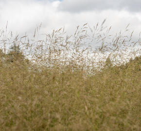 Metlice trsnatá 'Tauträger' - Deschampsia caespitosa 'Tauträger'