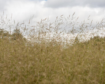 Metlice trsnatá 'Tauträger'