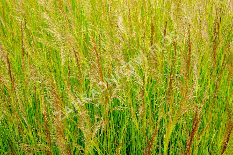 Metlice trsnatá 'Schottland' - Deschampsia caespitosa 'Schottland'