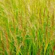 Metlice trsnatá 'Schottland' - Deschampsia caespitosa 'Schottland'