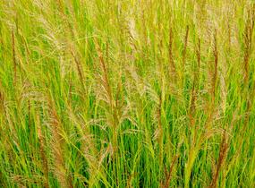 Metlice trsnatá 'Schottland' - Deschampsia caespitosa 'Schottland'