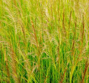 Metlice trsnatá 'Schottland' - Deschampsia caespitosa 'Schottland'