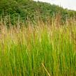 Metlice trsnatá 'Schottland' - Deschampsia caespitosa 'Schottland'