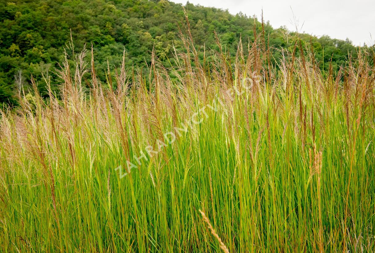 Metlice trsnatá 'Schottland' - Deschampsia caespitosa 'Schottland'