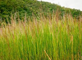 Metlice trsnatá 'Schottland' - Deschampsia caespitosa 'Schottland'
