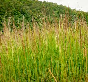 Metlice trsnatá 'Schottland' - Deschampsia caespitosa 'Schottland'