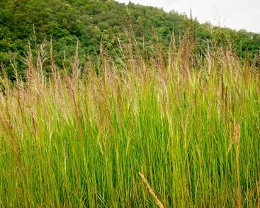 Metlice trsnatá 'Schottland'