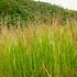metlice-trsnata-schottland.jpg