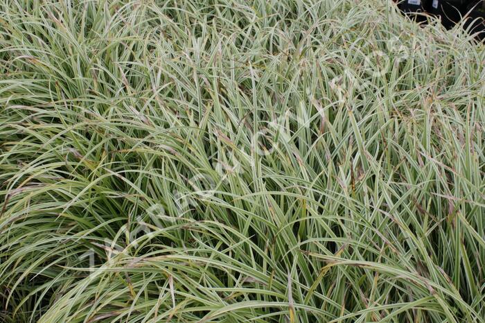 Ostřice japonská 'Silver Sceptre' - Carex morrowii 'Silver Sceptre'