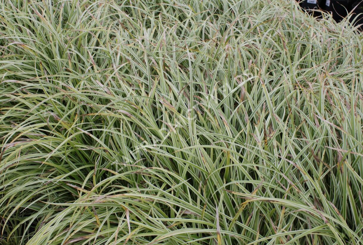 Ostřice japonská 'Silver Sceptre' - Carex morrowii 'Silver Sceptre'