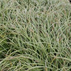 Ostřice japonská 'Silver Sceptre' - Carex morrowii 'Silver Sceptre'