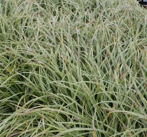 Ostřice japonská 'Silver Sceptre' - Carex morrowii 'Silver Sceptre'