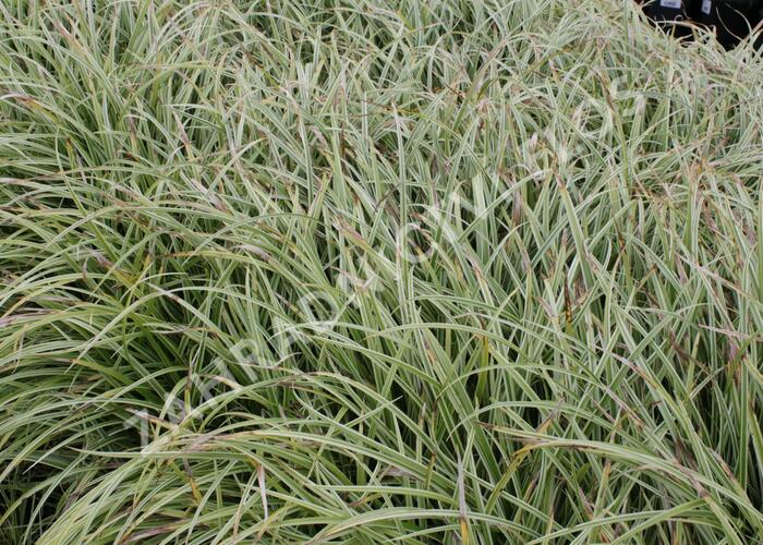 Ostřice japonská 'Silver Sceptre' - Carex morrowii 'Silver Sceptre'
