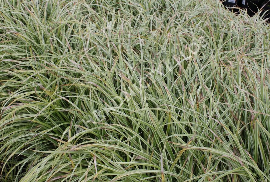 Ostřice japonská 'Silver Sceptre' - Carex morrowii 'Silver Sceptre'