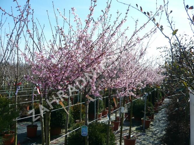 Třešeň 'Okame' - Prunus 'Okame'