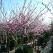 Třešeň 'Okame' - Prunus 'Okame'