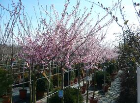 Třešeň taiwanská 'Okame' - Prunus × incam 'Okame'